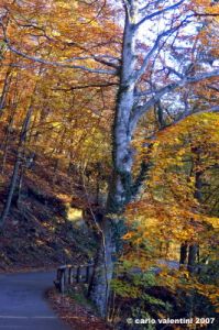 vallombrosa146