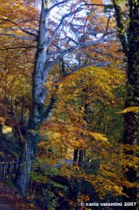 vallombrosa147