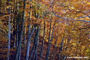 vallombrosa148
