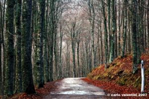 vallombrosa174