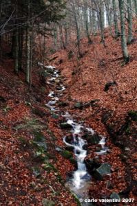 vallombrosa175