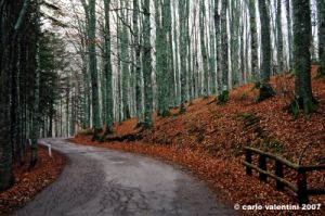 vallombrosa178