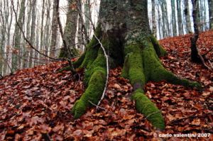 vallombrosa180