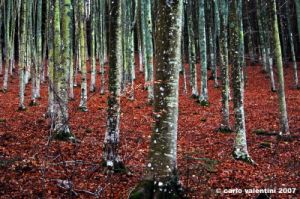 vallombrosa187