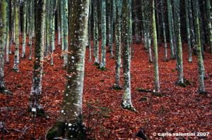 vallombrosa188