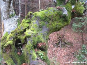 vallombrosa3