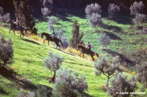 volterra1007_17