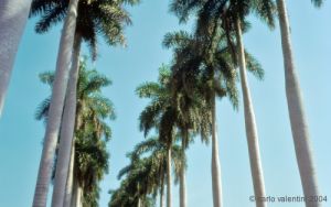 marti66_615