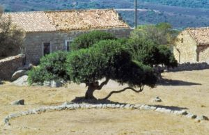piani261_29
