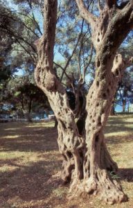 dulcigno378_27