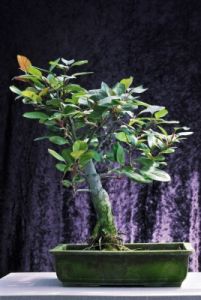 bonsai920708a69