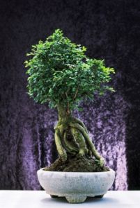 bonsai920708b69