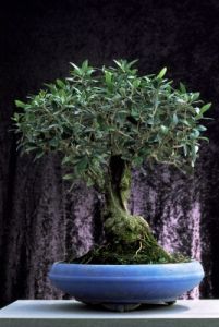 bonsai920708c69