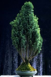 bonsai920708d69