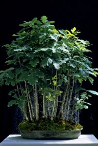 bonsai920708e69