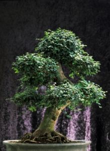 bonsai920708f69