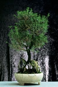bonsai920708g69