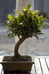 bonsai_ficus01