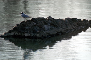 arno_gabbiano3