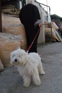 cani_canile005_040612
