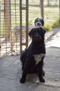 cani_canile007_040612
