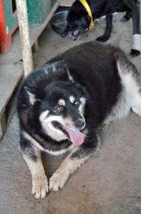 cani_canile009_040612