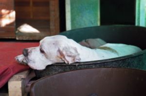 cani_canile020_040612