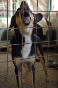 cani_canile023_040612