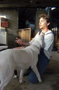 cani_canile024_040612