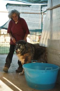 cani_canile031_040612