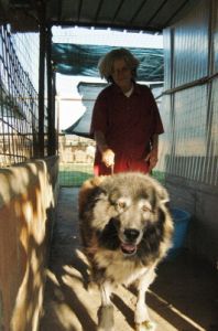 cani_canile033_040612