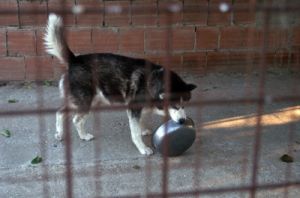 cani_canile034_040612
