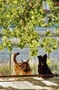 cani_canile036_040612