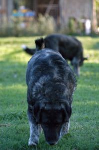 cani_canile038_040612