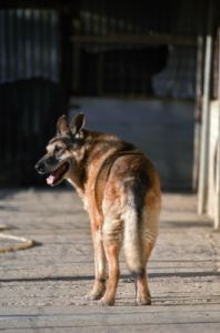 cani_canile043_040612