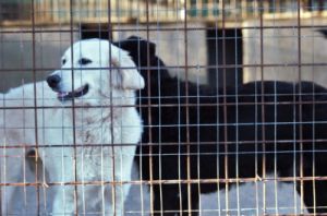 cani_canile045_040612