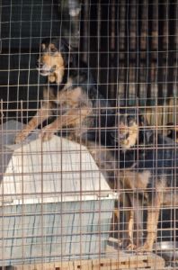 cani_canile046_040612