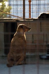 cani_canile055_040612