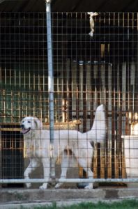 cani_canile058_040612