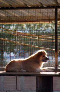 cani_canile059_040612