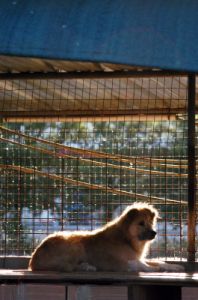 cani_canile060_040612