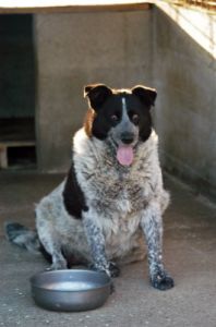 cani_canile065_040612
