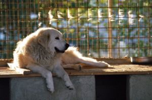 cani_canile066_040612