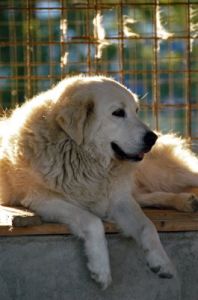 cani_canile067_040612