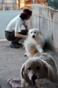 cani_canile070_040612