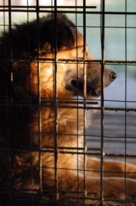 cani_canile072_040612