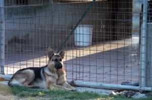 cani_canile081_040612