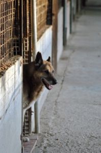 cani_canile084_040612