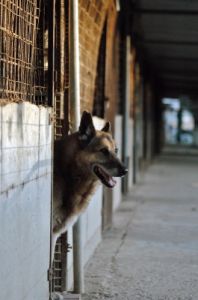 cani_canile085_040612