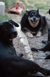 cani_canile090_040612